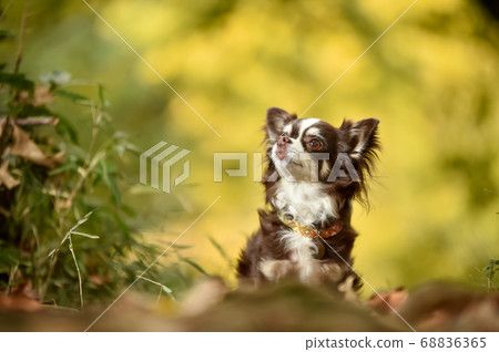 Chihuahuas in front of a ginkgo tree 68836365