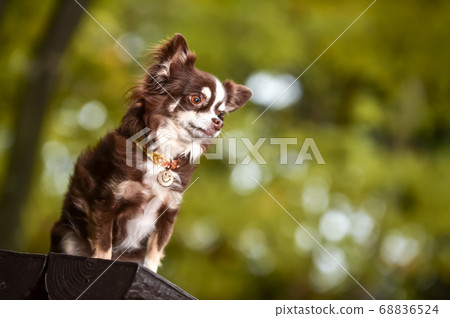 吉娃娃在自然 68836524