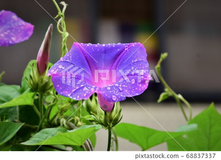 喇叭花 喇叭花 68837337