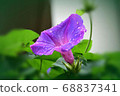 喇叭花 68837341