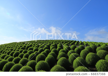 Kokia, Hitachi Seaside Park 68837388