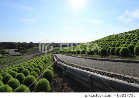 Kokia, Hitachi Seaside Park 68837783