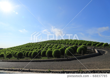 Kokia, Hitachi Seaside Park 68837785
