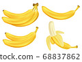 Realistic set of bananas isolated on white. Bunches of fresh yellow banana fruits. Tropical fruits vector illustration 68837862