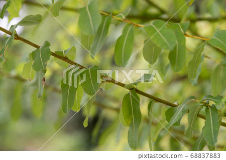 Little cat willow Salix family Salix 68837883