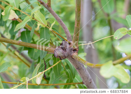 Little cat willow Salix family Salix 68837884