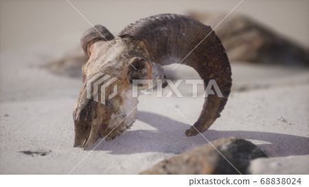 Skull with ram horns on the beach 68838024