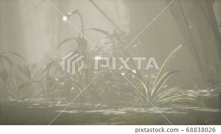 Sun shining through trees and fog in a tropical 68838026