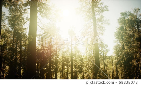 hyperlapse in sequoia forest from sunrise 68838078