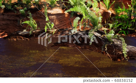 tropical golden pond with rocks and green plants tropical golden pond with rocks and green plants 68838152