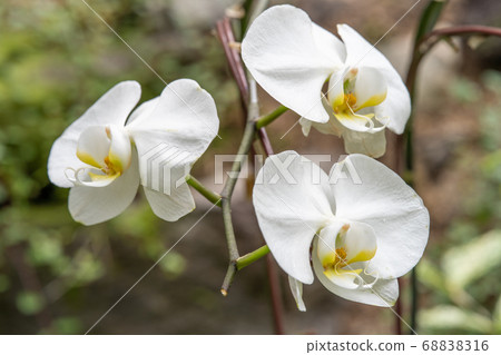 Phalaenopsis Orchid Phalaenopsis Phalaenopsis Orchid Phalaenopsis 68838316