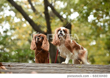 自然的騎士 68838480