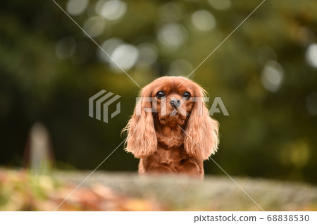 Cavalier in nature 68838530