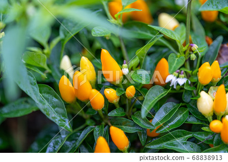 觀賞辣椒 觀賞辣椒 68838913