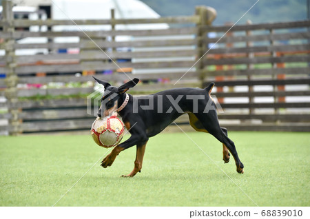 Doberman playing ball in dog run 68839010