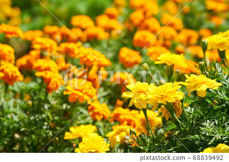 Marigold  68839492