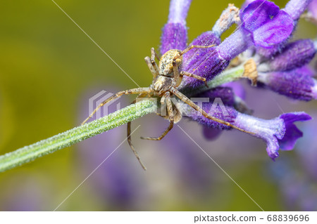brown spider waiting for its prey brown spider waiting for its prey 68839696
