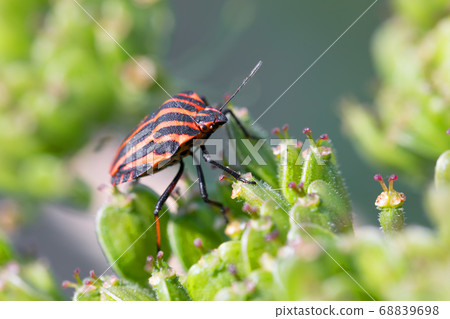 bug graphosoma lineatum - striped beetles bug graphosoma lineatum - striped beetles 68839698