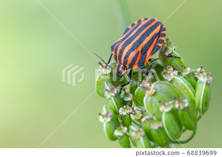 bug graphosoma lineatum - striped beetles 68839699