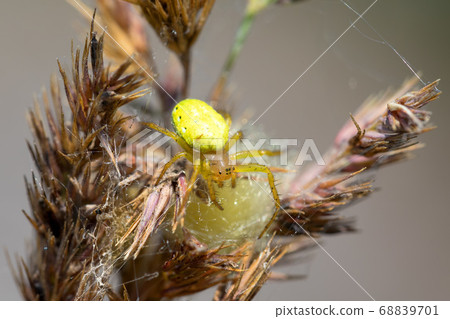 Cucumber green spider on grass in forest 68839701