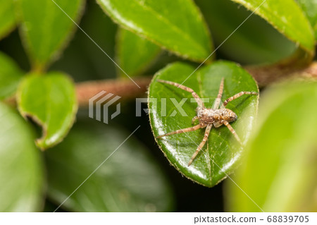Nursery Web Spider, Pisaura Mirabilis 68839705
