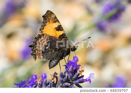 Small tortoiseshell butterfly on lavender Small tortoiseshell butterfly on lavender 68839707