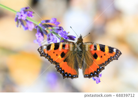 Small tortoiseshell butterfly on lavender Small tortoiseshell butterfly on lavender 68839712