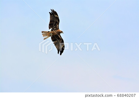 Tombi jumping over the blue sky of Enoshima Tombi jumping over the blue sky of Enoshima 68840207