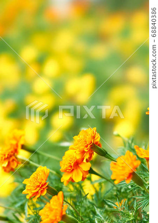 Marigold  68840386