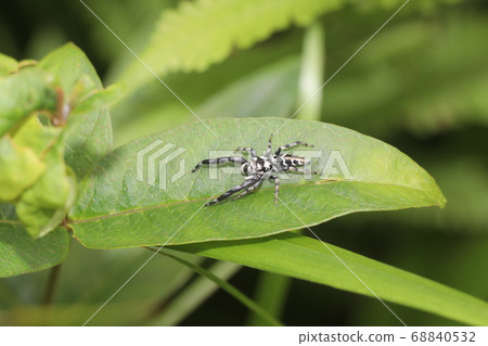 Jahaz Hetri Jahaz Hetri 68840532