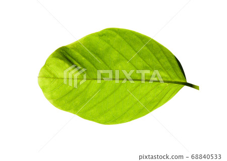 Green leaves isolated on a white background. / Green leaves isolated on a white background. / 68840533