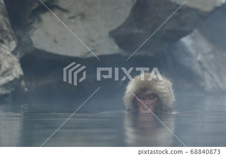 A monkey in a hot spring, Jigokudani Monkey Park, Yamanouchi Town, Shimotakai County, Nagano Prefecture A monkey in a hot spring, Jigokudani Monkey Park, Yamanouchi Town, Shimotakai County, Nagano Prefecture 68840873