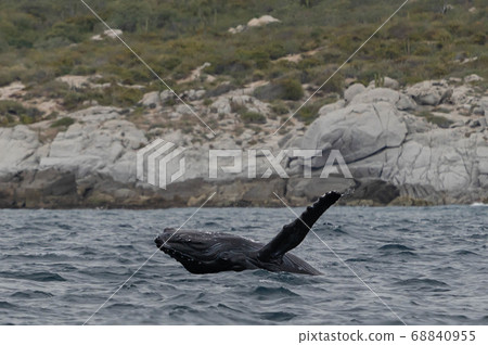 小鯨魚漂白劑 68840955