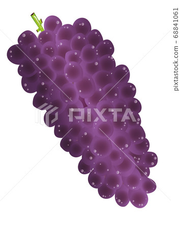 Grape illustration Grape illustration 68841061