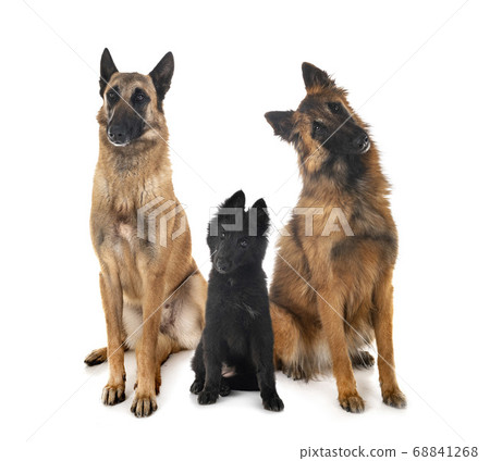 three belgian shepherds 68841268