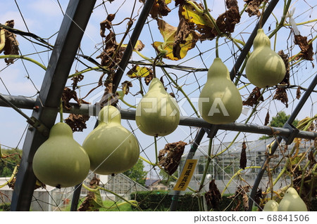 Fruit of gourd Fruit of gourd 68841506