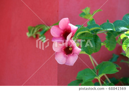 Red flower	 68841569