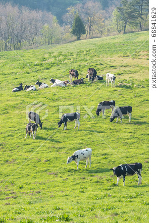 Beef ox year material Beef ox year material 68841629