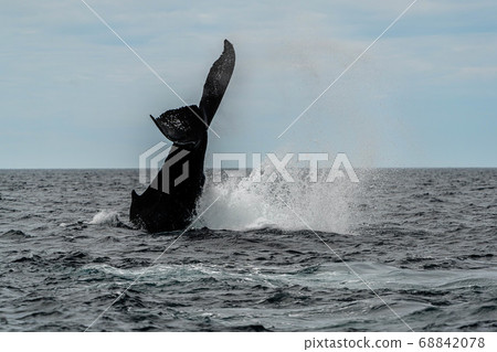 Whale tail 68842078
