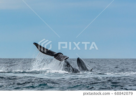Parent and child of humpback whale 68842079