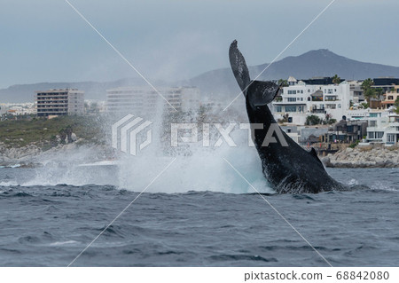 Whale tail Whale tail 68842080