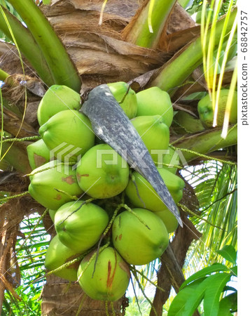 coconut tree at noon. tropic, warm, flame. 68842757