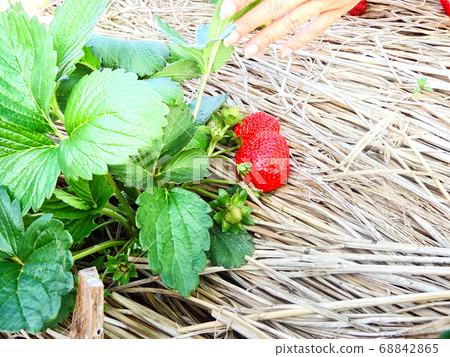 strawberry in a garden. growth, food, farm. strawberry in a garden. growth, food, farm. 68842865