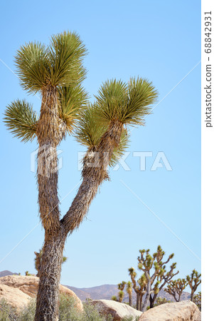 Joshua tree (Yucca brevifolia) in Joshua Tree National Park, California, USA. Joshua tree (Yucca brevifolia) in Joshua Tree National Park, California, USA. 68842931