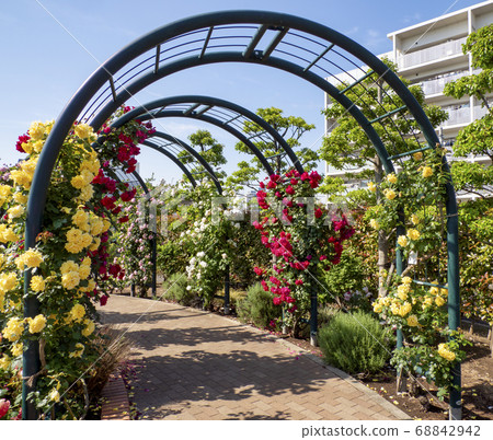 Hiroo Disaster Prevention Park (Ichikawa City) Flower Square (Rose Garden) 68842942