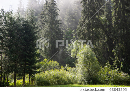 beautiful background of  green meadow in forest 68843293