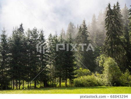 beautiful background of  green meadow in forest 68843294