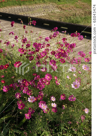 波斯菊花 波斯菊花 68843474