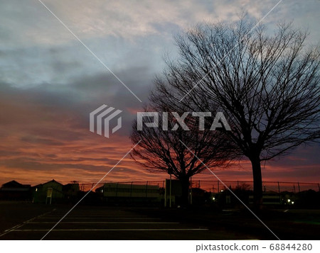 冬季日出和枯樹 68844280