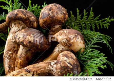 Matsutake Matsutake 68844426